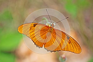 Flambeau Butterfly dryas iulia in Cuba