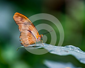 Flambeau butterly perched on a leaf