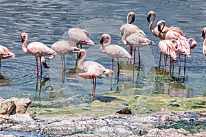 Flamboyance of flamingoes