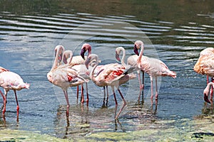 Flamboyance of flamingoes