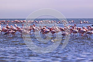 A flamboyance of flamingoes near Swakopmund, Namibia
