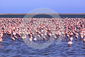 A Flamboyance of Flamingoes in Swakopmund, Namibia