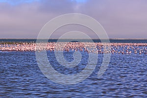 A Flamboyance of Flamingoes in Swakopmund, Namibia