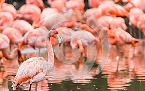 Flamboyance of flamingos photo