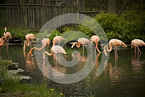 A flamboyance of greater flamingos wading in the water.