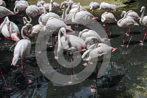 A flamboyance of greater flamingos wading in the water in golden. photo