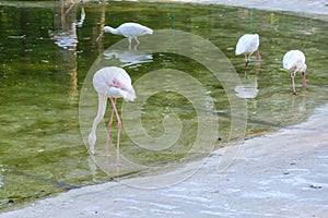 Flamboyance of greater flamingos wading in the water in golden light at sunset