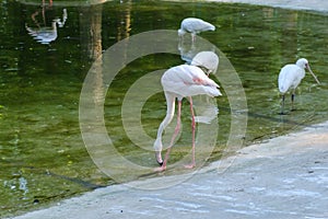 Flamboyance of greater flamingos wading in the water in golden light at sunset photo