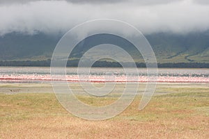 Flamboyance of Lesser Flamingos Phoeniconaias minor against the backdrop of Lake Magadi inside Ngorongoro Crater, Tanzania