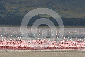 Flamboyance of Lesser Flamingos Phoeniconaias minor against the backdrop of Lake Magadi inside of Ngorongoro Crater, Tanzania photo