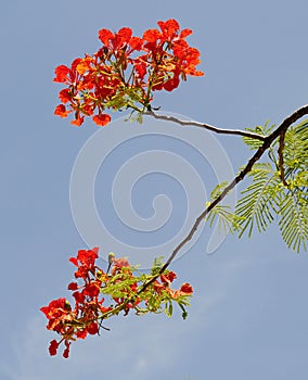 Flamboyant blooming at the summetime in Haiphong