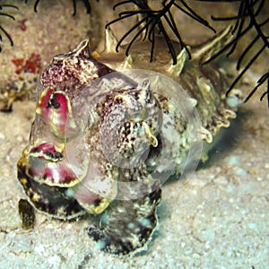 Flamboyant Cuttlefish photo