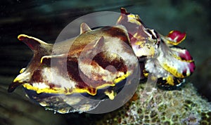 Flamboyant Cuttlefish