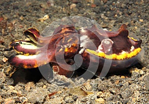 Flamboyant Cuttlefish