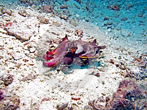 Flamboyant Cuttlefish