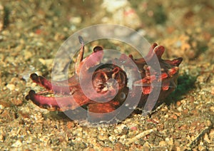 Flamboyant cuttlefish