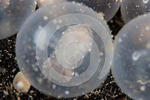 Flamboyant Cuttlefish Embryo