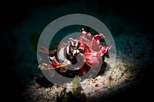 A Flamboyant Cuttlefish - Metasepia pfefferi