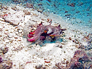 Flamboyant Cuttlefish photo