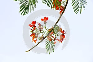 Flamboyant, Delonix regia is a species of flowering plant in the bean family Fabaceae and common name is royal poinciana