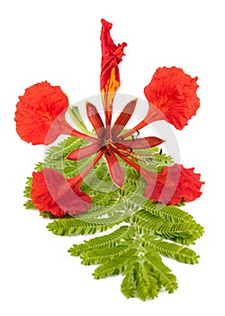 Flamboyant flower and leaf