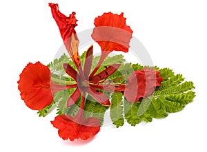 Flamboyant flower and leaf