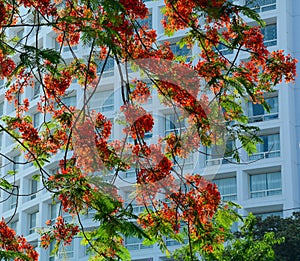 Flamboyant flowers blooming on the tree