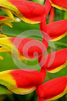 Flamboyant Flowers of hanging lobster claw, Heliconia Rostrata