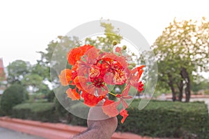 Flamboyant flowers of an ornamental tree called Royal Poinciana, aka, flamboyant, flame of the forest, or