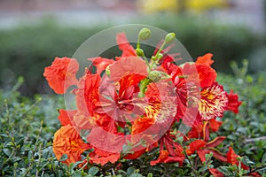 Flamboyant flowers of an ornamental tree called Royal Poinciana, aka, flamboyant, flame of the forest, or