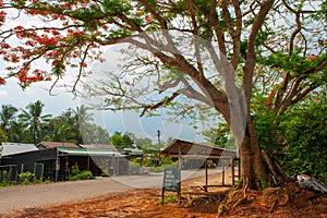 Big flamboyant tree blooming on small market