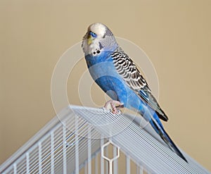 Flamboyant parrot Melopsittacus undulatus