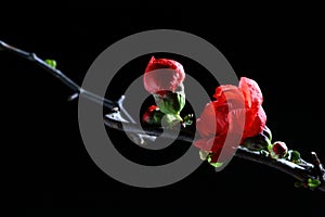 Flamboyant red flower photo