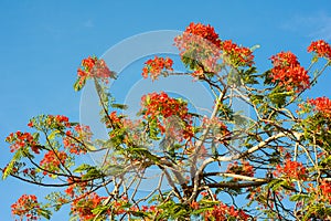 Flamboyant Red Flowering Tree exotic flora in tropical country