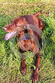 The flamboyant red Irish Setter is resting after a hunt. Siberia, Russia