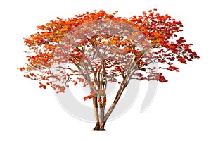 Flamboyant Royal poinciana growth tree solitude standing isolated on white background. Season changes deciduous outdoor plants