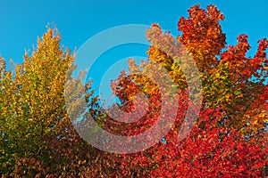 Flamboyant colors of fall foliage by blue sky in Indian summer