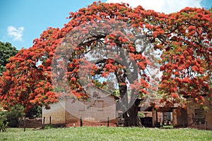 Flamboyant tree photo