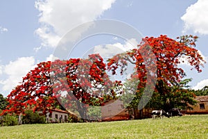 Flamboyant tree with red flowers photo