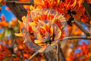 Flamboyant Tree In Bloom