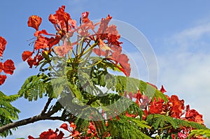 Flamboyant tree blooming photo