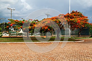 Flamboyant Tree Brasilia