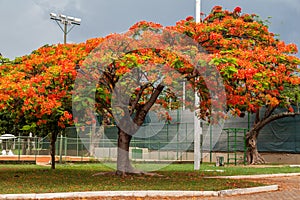 Flamboyant Tree Brasilia