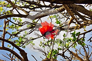 Flamboyant tree