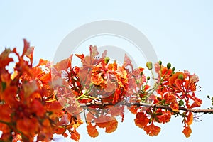 flamboyant tree orange Peacock flowers blooming on park