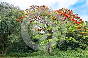 Flamboyant tree, royal poinciana, or flame tree photo