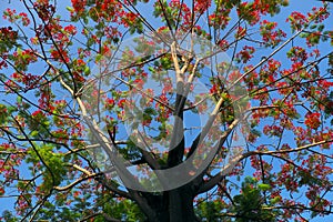 Flamboyant tree with wonderful branch blooming red vibrant phoenix flower on blue sky background