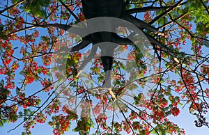 Flamboyant tree with wonderful branch blooming red vibrant phoenix flower on blue sky background