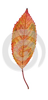 Flamboyantly colored dead cherry tree leaves in autumn