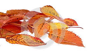 Flamboyantly colored dead cherry tree leaves in autumn